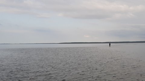 Limfjorden - hornfiskeri